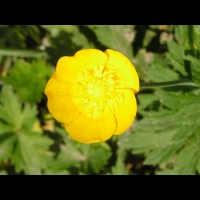 Renoncule - Renonculus Gouani (fam. Renonculacees) (03)